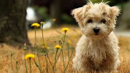 Terrier Köpekler Hakkında Bilinmesi Gereken Özellikler